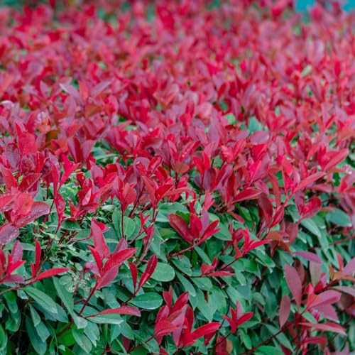 Siepe di photinia Red Robin ornamentali per luoghi soleggiati Photinia red robin mini giardino da interno Decorazioni per giardini esterni, 450semi