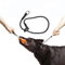 Aczyqws 1 pcs Slip Collar Dog Training Collar,slip collar for dogs, Round Nylon Rope Collar No Pull P-Collar for Small Medium Large Dogs(Black L)