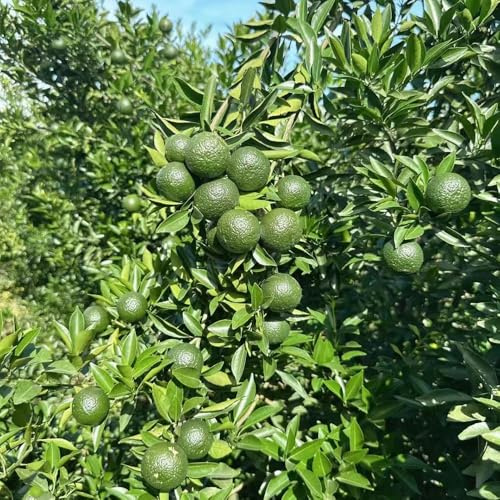 30 piezas semillas de naranjo de balcón resistentes mandarino, jardín rocas resistentes, columnares columnares