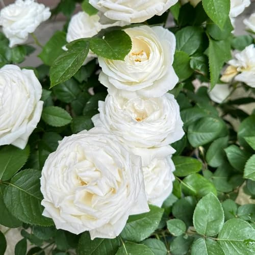 rosal trepador ornamentales lugares soleados semillas de rosa de jardín semillas pradera paras colgantes balcón trepadoras, jardín 600semillas