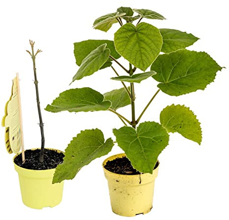 Blauglockenbaum Paulownia Nordmax 21® P. tomentosa x P. fortunei schnellwachsend - auch bekannt als Kiri-Baum, Kaiserbaum mit blauvioletten & glockenförmigen Blüten als CO2 Baum (1x 15 cm-Topf)