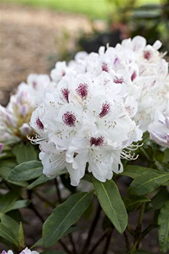 Rhododendron Hybr. 'Schneebukett' 40-50 cm - Rhododendron, weiße Blüten, Blütezeit Mai-Juni, ideal für Halbschatten, immergrün, winterhart