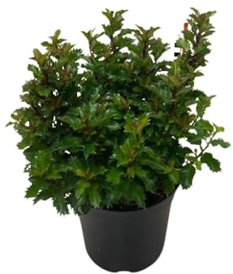 Flord de Acebo Planta de Navidad Frutos Rojos en Temporada Aporta Fortuna