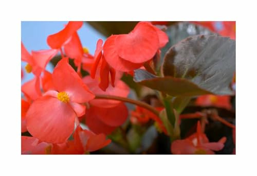 Stk - 120x Eisbegonien Super Olympia Rot F1 Garten Pflanzen - Samen F-S697 - Seeds & Plants Shop by Ipsa