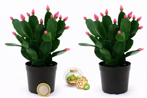 POWERS TO FLOWERS - RHIPSALIS ROSA MICRO IDEALE PER TERRARIUM, 2 PIANTE, NATALINA, PASQUALINA, VASO 5,5 CM, pianta vera