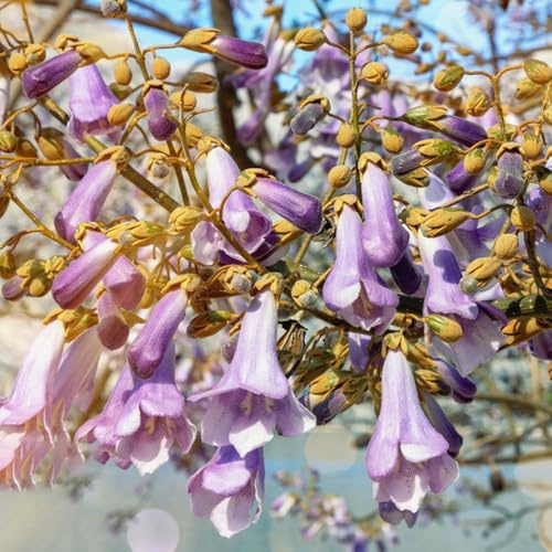 campanula paulownia giardino resistenti adatto alla coltivazione 180semi