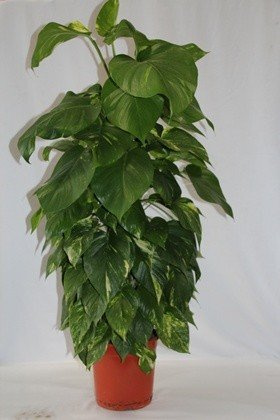 Potos en Tutor (100 cm) - Planta Viva de Interior
