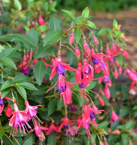 Fuchsie Tom Thumb - Fuchsia magellanica - lebende Gartenpflanze aus den Baumschulen