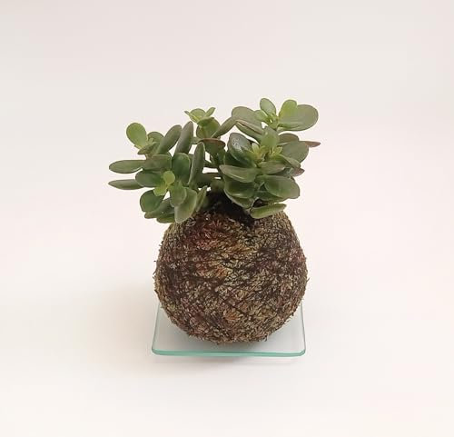 Kokedama Árbol de Jade | Kokedama Interior | Bola de Musgo | Planta Natural | Planta Interior | Decoración | Planta estilo Japonés