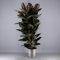 Planta natural Ficus Robusta Abidjan, 110-120 cm. Planta de interior con hojas gruesas, verdes oscuras y elegante porte. Segura Garden.