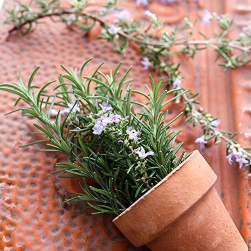 Mountain Valley Seed Co Rosemary Seeds 1000 Seeds Heirloom Herbs Garden