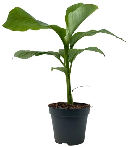 Bananenpflanze, Topf-Ø 17 cm, Höhe ca. 60 cm, 2 Pflanzen