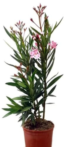 Planta natural Adelfa Nerium Oleander Rosa, 30 cm. Arbusto ornamental, con flores vistosas y muy resistentes. Segura Garden.