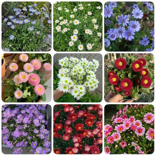 Semi di margherita, vecchie varietà tappezzanti rare decorazione da giardino per esterni da esterno resistenti 100pcs