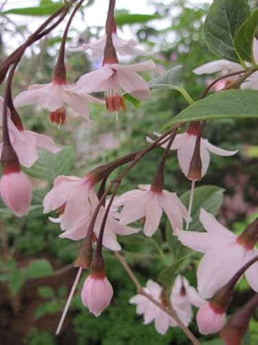 Styrax japonica Pink Chimes - japanischer Schneeglöckchenstrauch 40-60