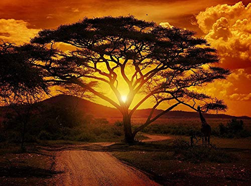Fotomural África mural atardecer, papel pintado con motivos, papel pintado no tejido - 200x140 CM