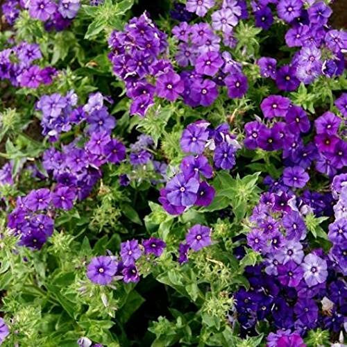 Phlox - Drummondii - Moody Blues 150 Half Hardy Annual Seeds.