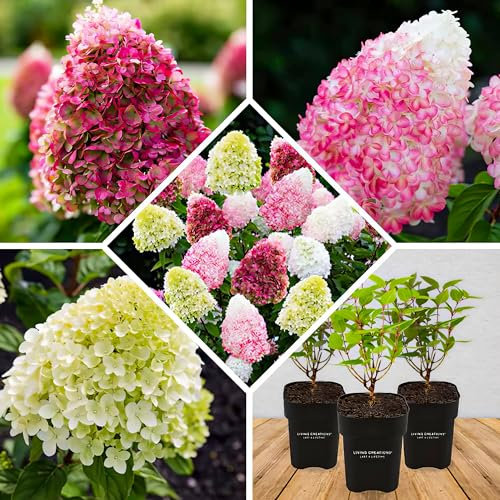 Hortensien Winterhart Paniculata Collection (3 Pflanzen) - Hydrangea pflanzen aus Holland - Echte Garten Hortensie (kein Samen, Kunstblumen und nicht künstlich) - Mehrjährig Balkonpflanzen