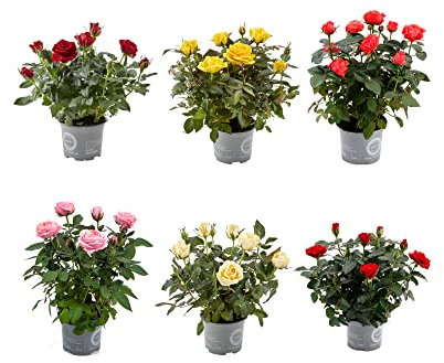 Rosal Mini | Pack 6 Plantas | DECOALIVE | Flores de Interior | Flores de Colores