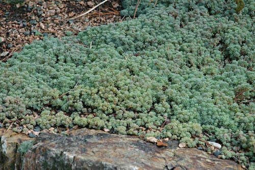 Sedum Hispanicum Spagnolo scrop Cubierta de suelo Succulente 30 semi