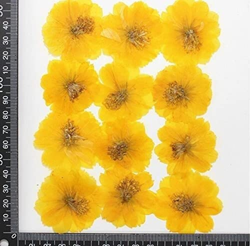 Getrocknete Blumen, Naturpflanze, Schmuck, zum Basteln, Basteln, Dekoration, für Zuhause, 50 Stück, gepresst, getrocknet, Cosmos Sulphureus Cav.Blume Pflanze Herbarium für Postkarte Telefonschild