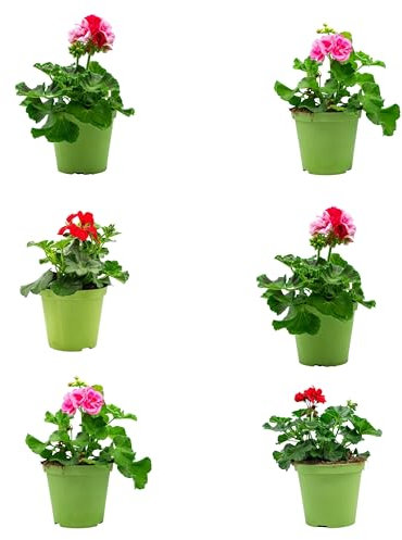Pack de 4 Geranios Naturales Plantas de Exterior con Flores de Colores