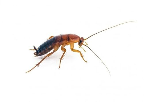 ANTHOUSE.ES - Cucaracha Red Runner Sherfordella Lateralis - Alimento Vivo Nutritivo y Resistente - Bajo en Grasa, Rico en Proteína - Talla S (125 ud)