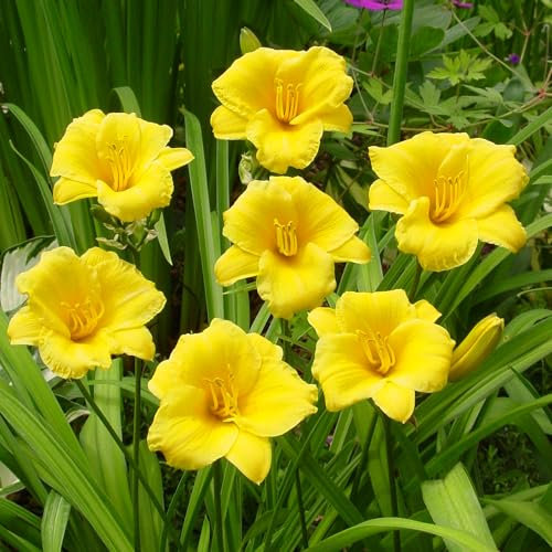Stella de Oro Daylily Hemerocallis - Real Outdoor Plants - Hardy Perennial Garden Flower - Long-Lasting Blooms for Borders, Beds, and Pots - Easy to Grow Plants Garden Ready (9cm Pot, 10-20cm)