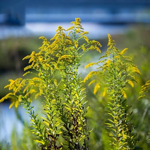 semillas de vara de oro común de otoño resistentes, semillas silvestres Solidago virgaurea cubierta vegetal perenne resistente jardín rocas, 60pcs
