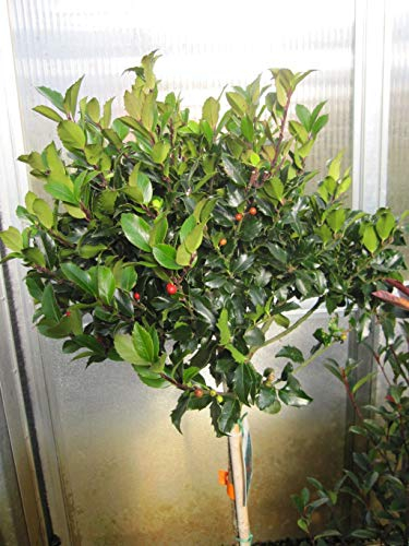 Baumschule Pflanzenvielfalt Ilex maserveae Blue Maid - Stechpalme Blue Maid - veredelt auf 60 cm Stamm