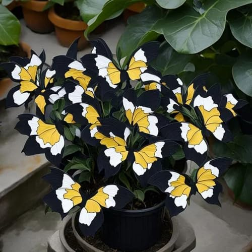 Funkie Moonlight Butterfly – tillgänglig löst eller rotigt – vinterhård perenn – trädgårdsdekoration – 4 hostas-B