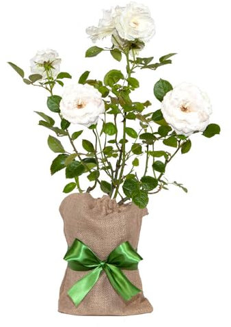 YouGarden Gift Wrapped Rose Your Wedding Day, 4 Litre Potted Rose, Wrapped in a Hessian Bag, Great Wedding Gift, Ready to Plant