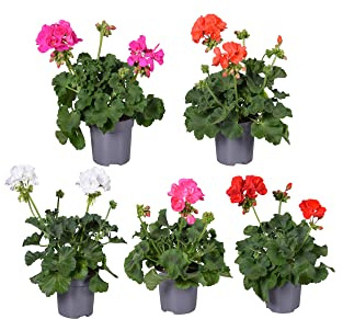 Pack de 5 Geranios Naturales para Terraza y Jardín Flores de Colores Múltiples