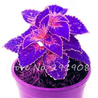 seedsown 20 PC/Beutel Exotische Chayote Samen Seltene Juicy Zierkürbis Bonsai Topf Gemüse, Obst, Pflanze für Garten Dekor