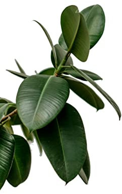 Ficus Elastica Natural Planta Conocida como el Árbol del Caucho