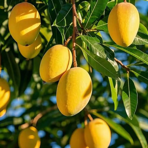 mangobaum bonsai bäumchen kaufen topfpflanzen draußen winterhart zimmerpflanze obstbaum dachbegrünung obstbäume säulenobst hochbeet für balkon säulenobstbäume winterharte 12samen
