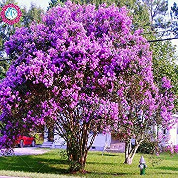 VISTARIC Algen Fenchelsamen Dillsamen authentisch 100 Samen (hui xiang)