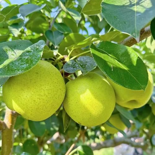 birnenbaum garten hochbeet kräuterpflanzen bonsai bäumchen kaufen wildkräuter birnen gartenpflanzen säulenobstbäume bio obstbäume obstbaum pflanzendeko balkongarten säulenobst 220samen