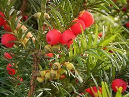 30 pezzi di semi di albero di Taxus Baccata