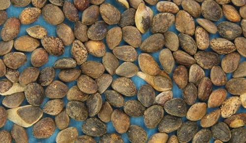 Ponderosa Pine | Western Yellow Pine Tree Seeds | Trusted UK Stock, 100