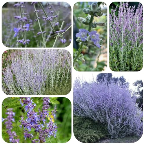 semi di ruta blu interno, blauraute semi biologici, aiuole rialzate, per luoghi 120pcs