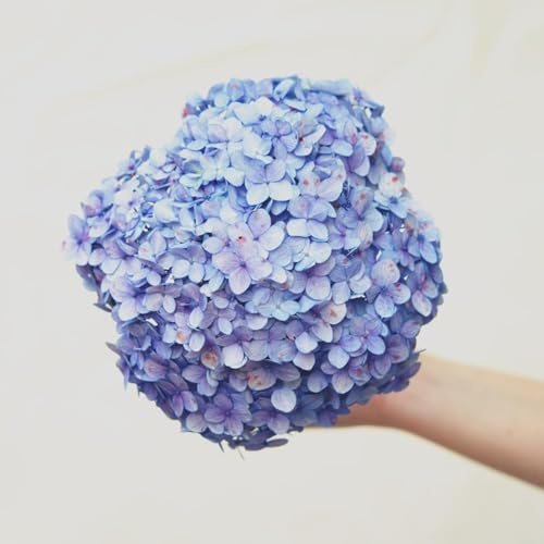 300 piezas semillas de hortensias - de balcón balcón,la decoración semillas en resistentes,