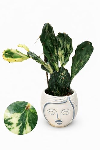 OPUNTIA MONACANTHA VARIEGATA, FICO D'INDIA MICRO IN VASO CERAMICA SIGNORINA, IDEALE PER SCRIVANIA, piante vere