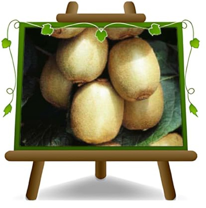 EURO PLANTS VIVAI Actinidia Kiwi Hayward Femmina pianta da frutto 2 anni | Frutto di Alta Qualità - vaso 15/20 cm Altezza 140-160 cm