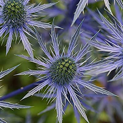 Eryngo blu, agrifoglio di mare piatto - semi