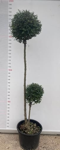 PIANTA DI LIGUSTRUM JONANDDRUM IN VASO ALBERELLO DUE SFERE (foto reali) LIGUSTRO