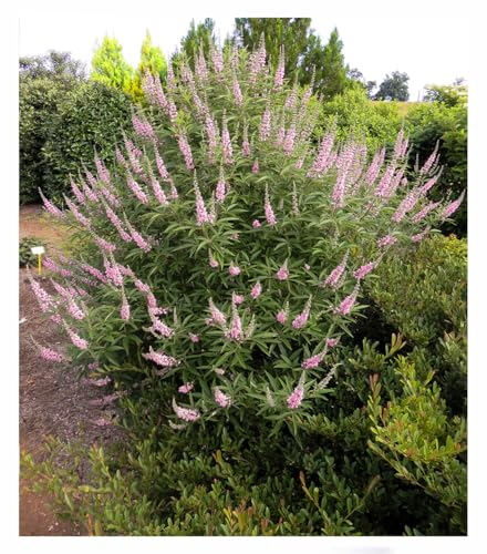 BALDUR Garten Mönchspfeffer 'Galactic Pink®',1 Pflanze, extrem lange Blütezeit, zieht Bienen & Schmetterlinge an, erinnert an Sommerflieder, winterhart, trockenheitsverträglich, robust & pflegeleicht