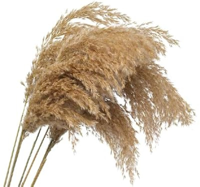 Plumeros Secos Naturale Pack de Cinco Ramas para Crear Decoraciones Sofisticadas