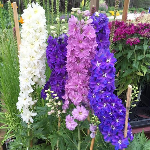 Semi di Delphinium-facile da piantare resistenti in vaso-semi di regali per gli amanti del 400pcs