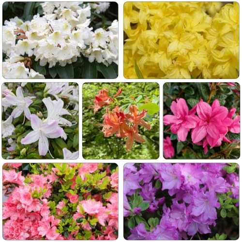 rhododendron gartendeko für draußen bonsai topf balkonpflanze kletterpflanze topfpflanzen echt schmetterlingsflieder zimmerbonsai bonsai frühlingsblumen blüten azalee winterhart 300samen
